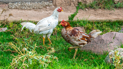 Dos gallinas en césped