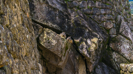 Chinchillas en paisaje