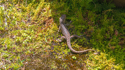 Lagartija en el pasto