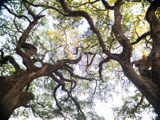 Trees in Baton Rouge