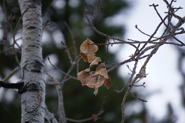 dead leaves in winter 
