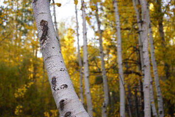 Aspen Tree in Autumn 