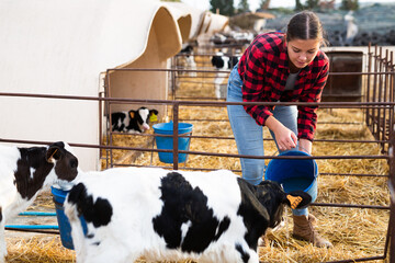 Young female farm worker scooping milk into buckets for taking care of calves with tags on spring...