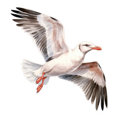 Seagull Isolated Detailed Watercolor Hand Drawn Painting Illustration