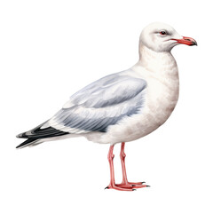 Obraz premium Seagull Isolated Detailed Watercolor Hand Drawn Painting Illustration