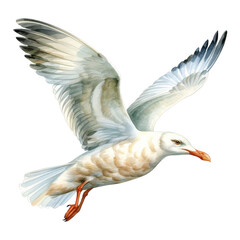 Fototapeta premium Seagull Isolated Detailed Watercolor Hand Drawn Painting Illustration