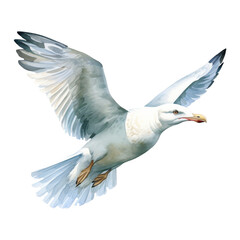 Fototapeta premium Seagull Isolated Detailed Watercolor Hand Drawn Painting Illustration