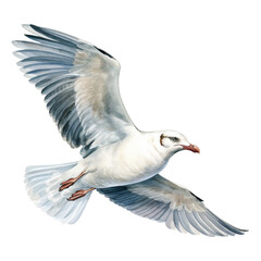 Obraz premium Seagull Isolated Detailed Watercolor Hand Drawn Painting Illustration