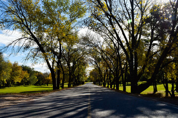 Arboles en otoño y carretera. Colores y hojas otoñales, verde, amarillos, rojo