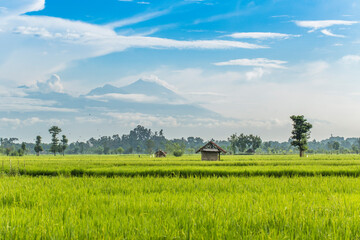 view of rice fields with a house on stilts in the middle of the rice fields and white clouds, blue...