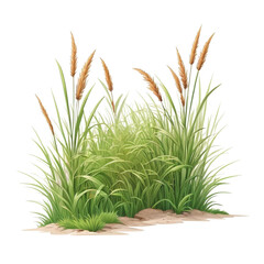 grass illustration with transparent background 