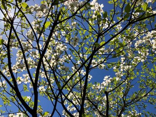 dogwood branches and flowers against blue sky