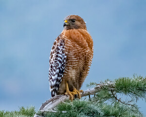 Red-Shouldered Hawk on Pine Branch:
Red-Shouldered Hawk perched on pine, sharp claws gripping, gazing into the distance under a clear blue sky.