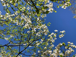 blossoming dogwood tree in spring