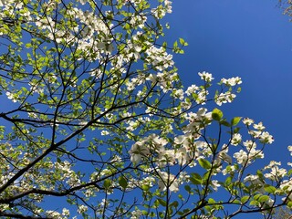 blossoming dogwood tree
