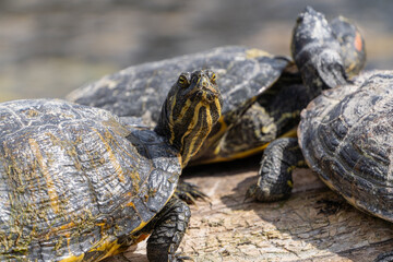 Close-up of Yellow-bellied Slider turtle basking in sun.