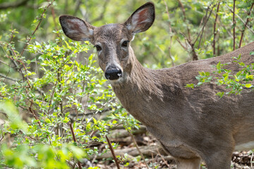 Curious White-tailed deer in woods looks at camera. 