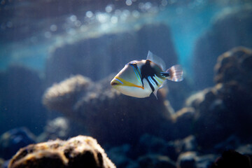 Beautiful lagoon triggerfish swims below sunrays in a tropical island lagoon