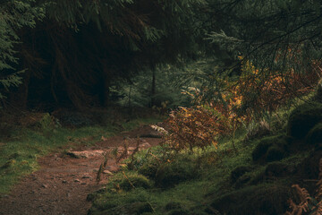 Majestic forest covered in moss and illuminated by sunlight in moody, deep dark colors. Selective focus. A hidden path in a green Irish forest
