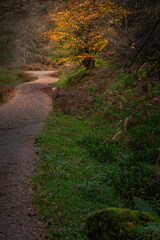 Majestic forest covered in moss and illuminated by sunlight in moody, deep dark colors. Selective focus. A hidden path in a green Irish forest