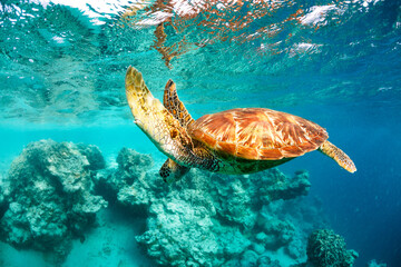 Orange shelled green sea turtle swimming below the surface in a shallow reef lagoon