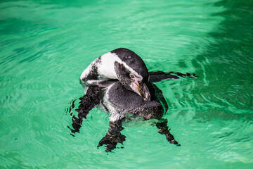 Pool Penguin