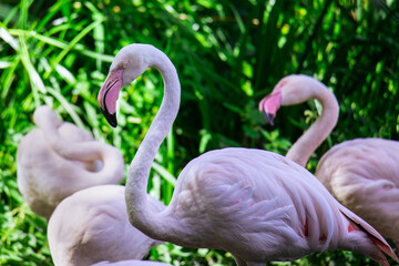 Graceful Flamingos