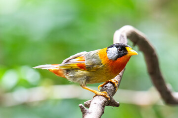 Silver-Eared Mesia
