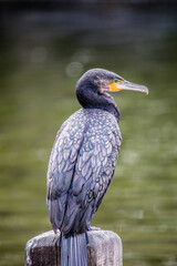 Cormorant Side View