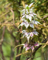 Monarda punctata, dotted horsemint. Closeup of flowers, bracts and foliage. Native to Eastern...