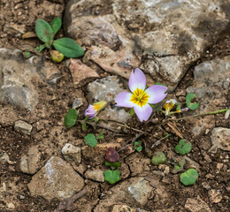 A single lavender, white, and yellow flower of Cedar Gladecress, Leavenworthia stylosa, growing in its natural habitat. Bird's eye view showing flower and leaves. Endemic to Tennessee cedar glades.