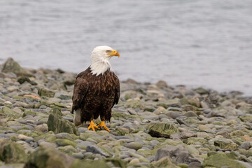 Fototapeta premium American bald eagle on rocky beach in coastal Homer Alaska United States
