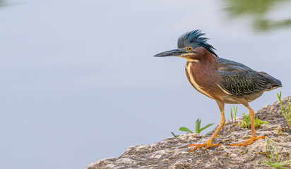 Closeup of a green heron walking on a flat stone along the shore of a lake.