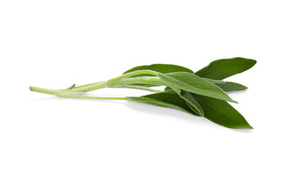 Obraz premium Fresh sage twig with green leaves isolated on white