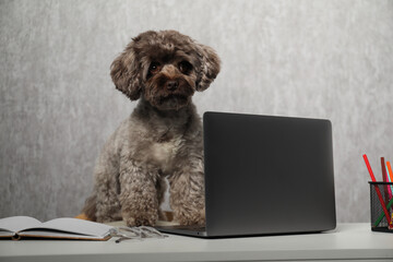 Cute Maltipoo dog on desk with laptop and stationery indoors