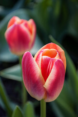 two pink tulips on a background of green leaves