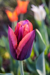 two-color tulip on a background of bright tulips