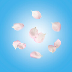 Spring flower petals in air on light blue background. Cherry blossoms