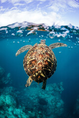 Beautifully coloured green sea turtle swims to the ocean's surface for air