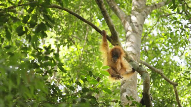an orangutan baby hangs from a tree branch in the rainforest of gunung leuser national park on sumatra, indonesia