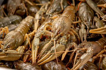 Lots of live crayfish caught for further cooking. Crayfish close-up. Delicacy and beer snack....