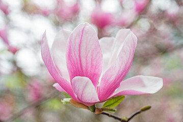 Close-up of the magnolia flower. 