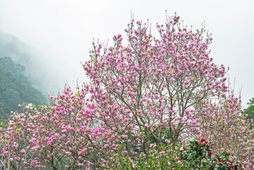 Beautiful magnolia tree blossoms in the garden.   
