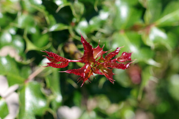 Close-up view of red new growth spiked holly leaves