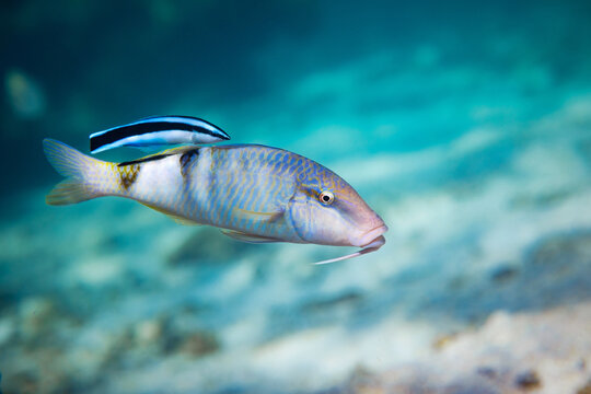 Goatfish and cleaner wrasse swimming together in a shallow tropical reef lagoon
