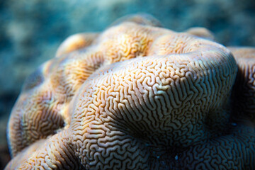 Brain-like coral reef in a tropical island lagoon