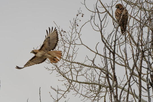 2 red tailed hawks in tree, flying with grey skies