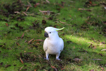 White cockatoo parrot sits on a green lawn, close-up