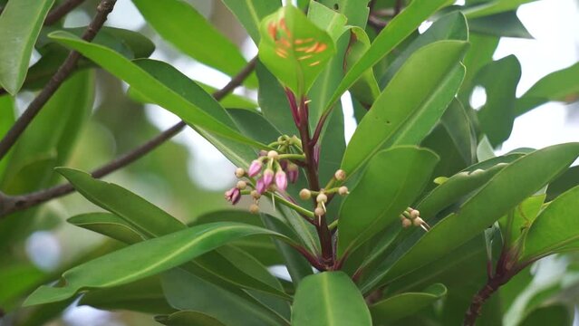Ardisia elliptica (shoebutton ardisia, duck's eye and coralberry) with a natural background. Indonesian call it lempeni
