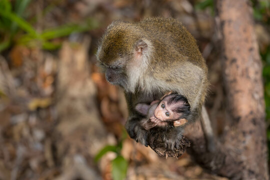 Macaques Monkey and new baby in Bornio, Asia.